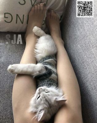 恋爱至上主义_高清超清免费观看